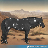 Horse Color:White Spotted Black