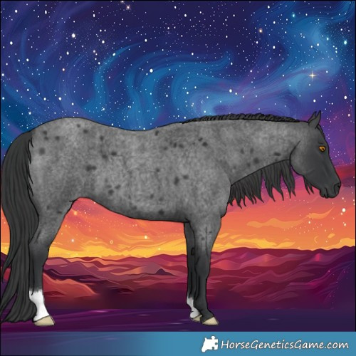 Horse Color:Blue Roan