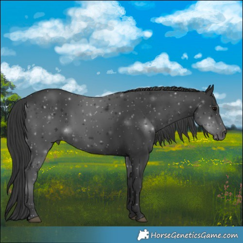 Horse Color:Black 