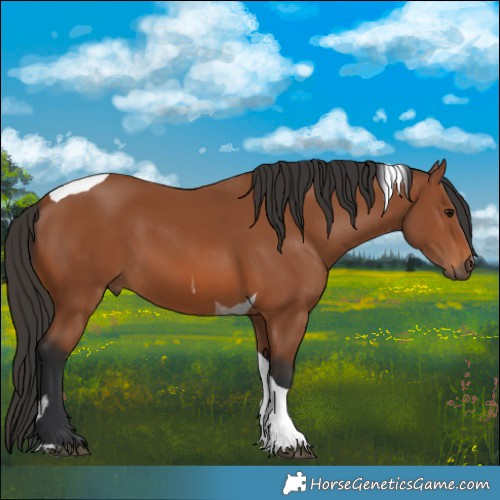 Horse Color:Bay Tobiano Rabicano 