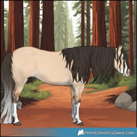 Horse Color:Bay Dun Splash 