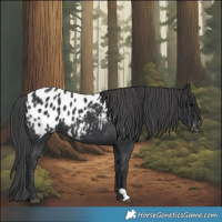 Horse Color:Black Blanket 