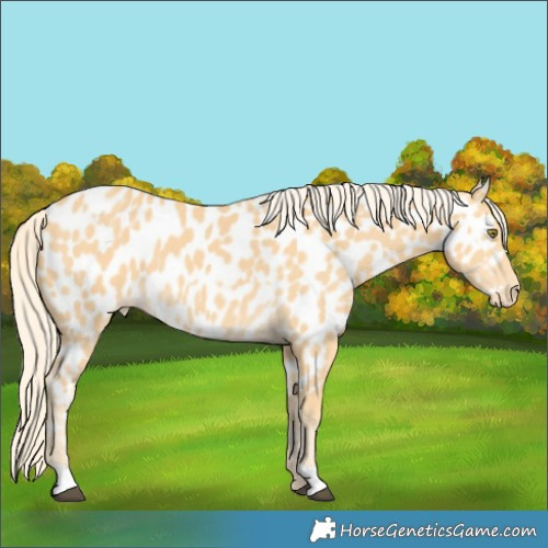 Horse Color:Palomino Appaloosa  and Palomino Appaloosa 