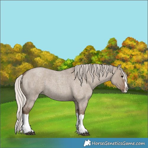 Horse Color:Silver Grullo Roan Splash 
