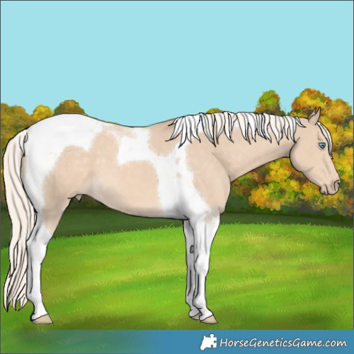 Horse Color:Cremello Tobiano