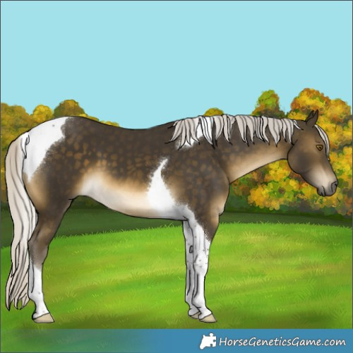 Horse Color:Silver Buckskin Tobiano 