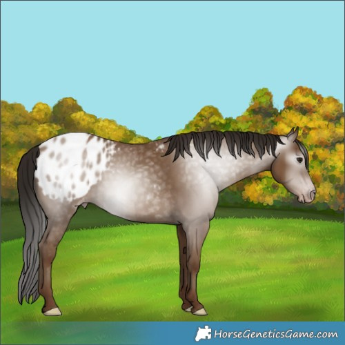 Horse Color:Gray Classic Champagne Blanket 
