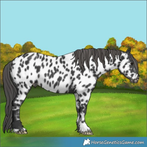 Horse Color:Black Near Leopard 
