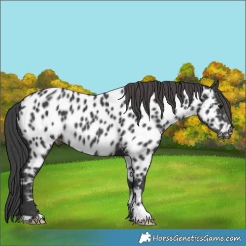 Horse Color:Black Near Leopard