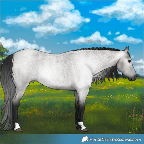 Horse Color:Gray Grullo Roan