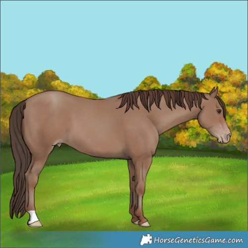 Horse Color:Classic Champagne 
