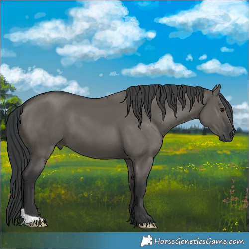 Horse Color:Grullo