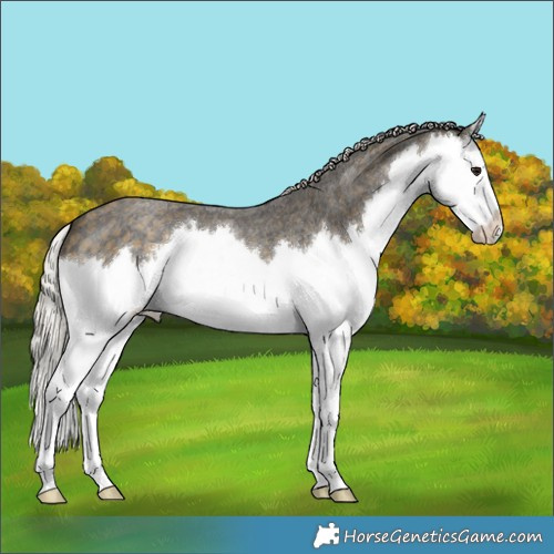 Horse Color:Silver Buckskin Roan Splash 