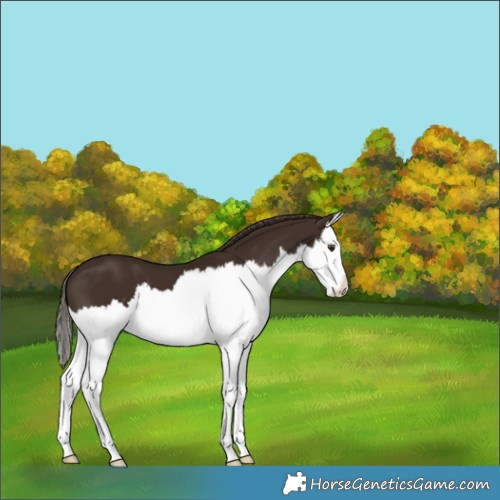 Horse Color:Liver Chestnut Splash