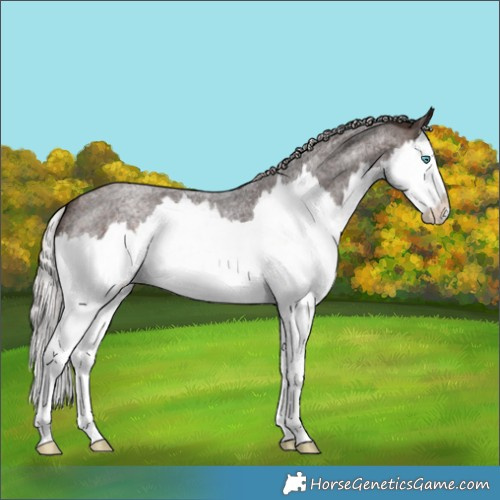 Horse Color:Silver Brown Roan Splash 