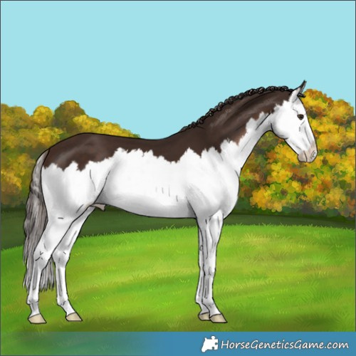 Horse Color:Liver Chestnut Splash 