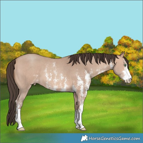 Horse Color:Amber Champagne Sabino