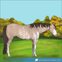 Horse Color:Amber Champagne Sabino