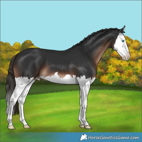 Horse Color:Unknown 