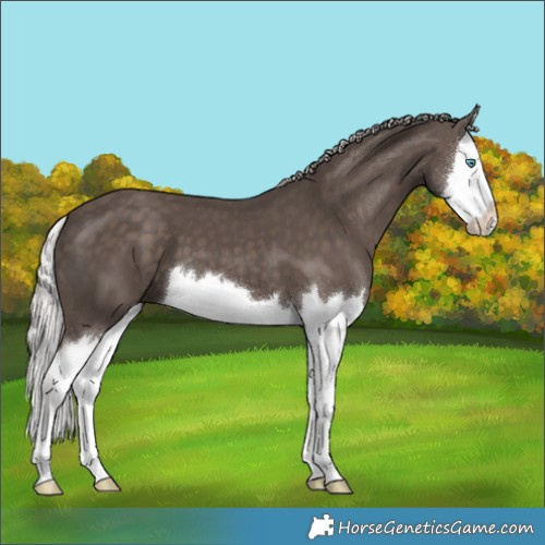 Horse Color:Silver Black Splash