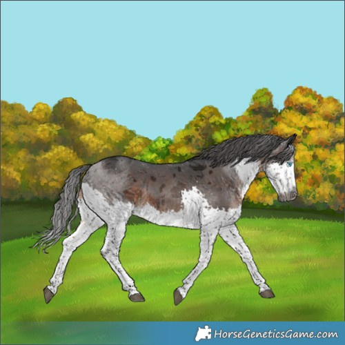Horse Color:Gray Brown Merle Splash 