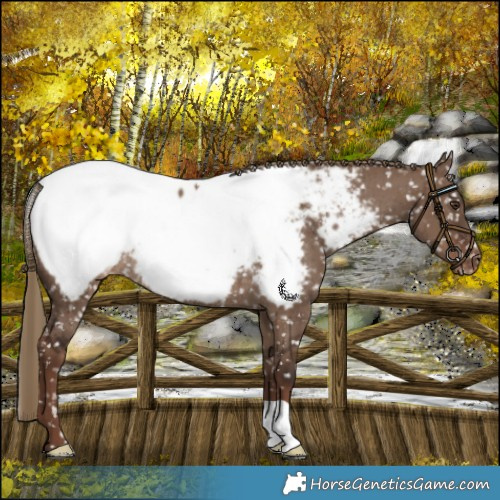 Horse Color:Liver Red Dun Appaloosa Rabicano Brindle 