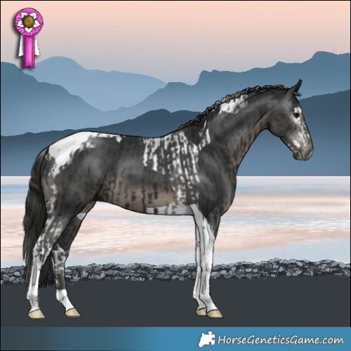 Horse Color:Gray Black Splash Tobiano  and Black Tobiano 