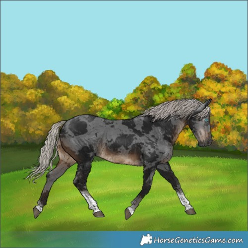 Horse Color:Gray Silver Brown Merle Tobiano 
