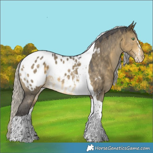 Horse Color:Silver Buckskin Dun Sabino Tobiano Appaloosa 