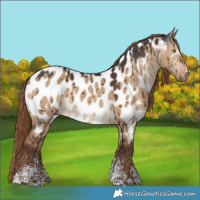Horse Color:Gray Liver Red Dun Sabino Near Leopard Brindle