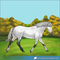 Horse Color:Gray Silver Buckskin Dun Sabino Tobiano Near Fewspot 