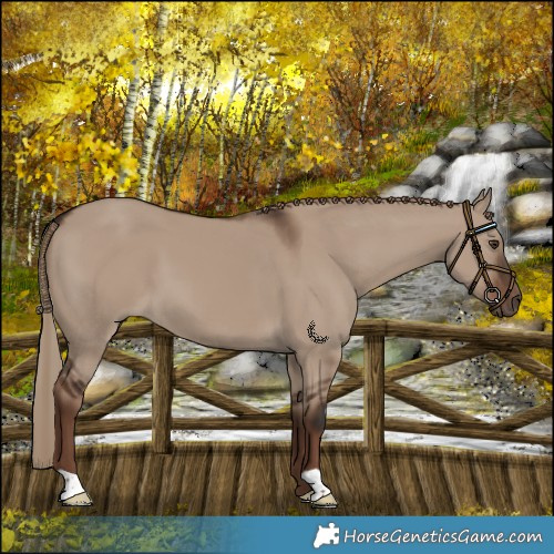 Horse Color:Liver Red Dun 