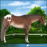 Horse Color:Liver Chestnut Mushroom Sabino Varnish