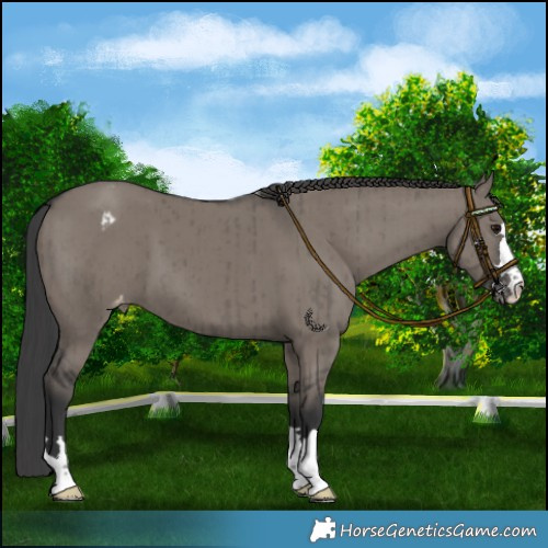 Horse Color:Grullo Appaloosa Brindle 