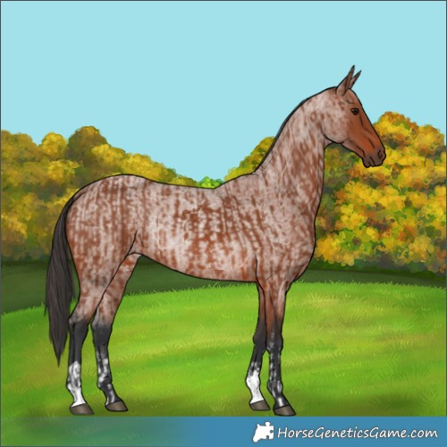 Horse Color:Bay Sabino Rabicano and Bay Roan Rabicano
