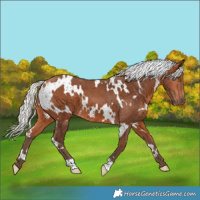 Horse Color:White Spotted Silver Bay