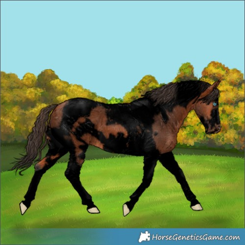 Horse Color:Void Bay Tobiano Frame Appaloosa
