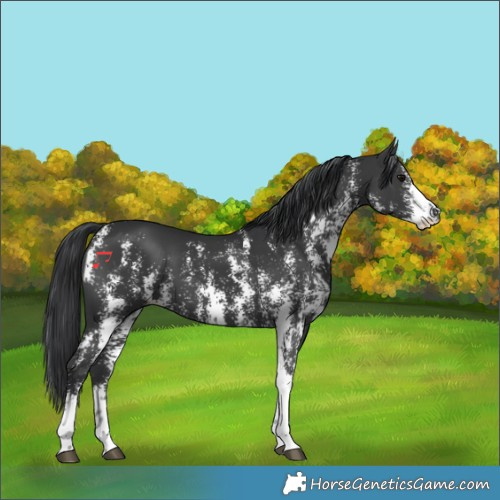 Horse Color:Black Sabino