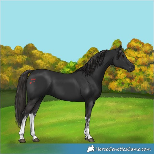 Horse Color:Gray White Spotted Liver Chestnut 