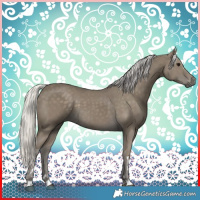 Horse Color:Silver Smoky Black