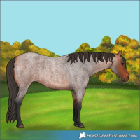 Horse Color:Bay Roan 