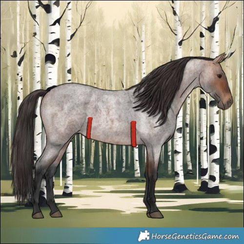 Horse Color:Bay Roan 
