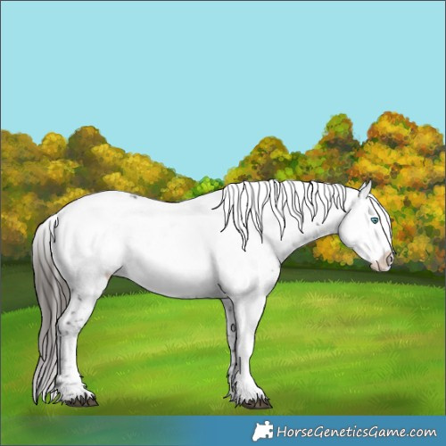 Horse Color:Liver Chestnut Frame