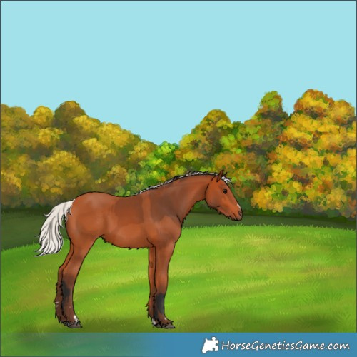 Horse Color:Bay  and Silver Bay 