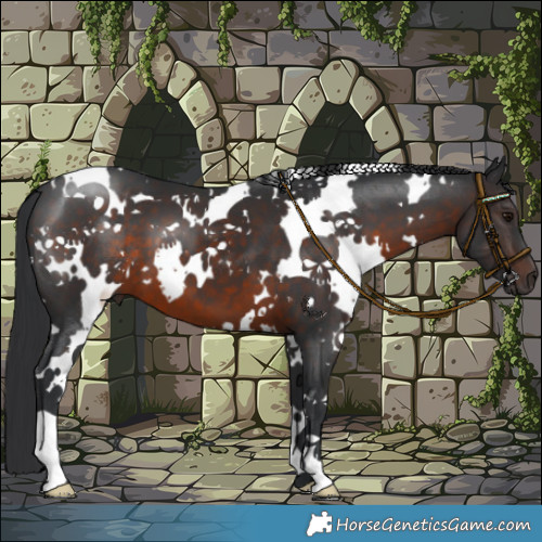 Horse Color:White Spotted Brown 