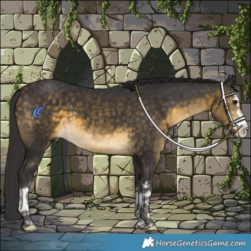 Horse Color:Buckskin 