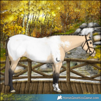 Horse Color:Buckskin Appaloosa Rabicano