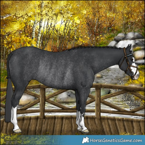 Horse Color:Black Rabicano 