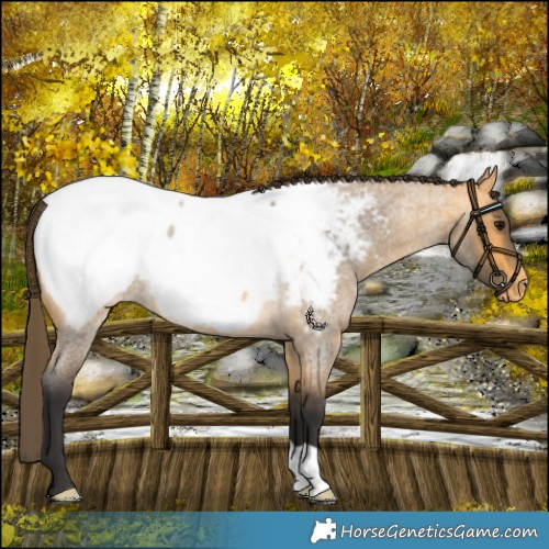 Horse Color:Buckskin Roan Near Fewspot 