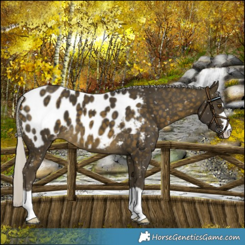 Horse Color:Silver Buckskin Appaloosa